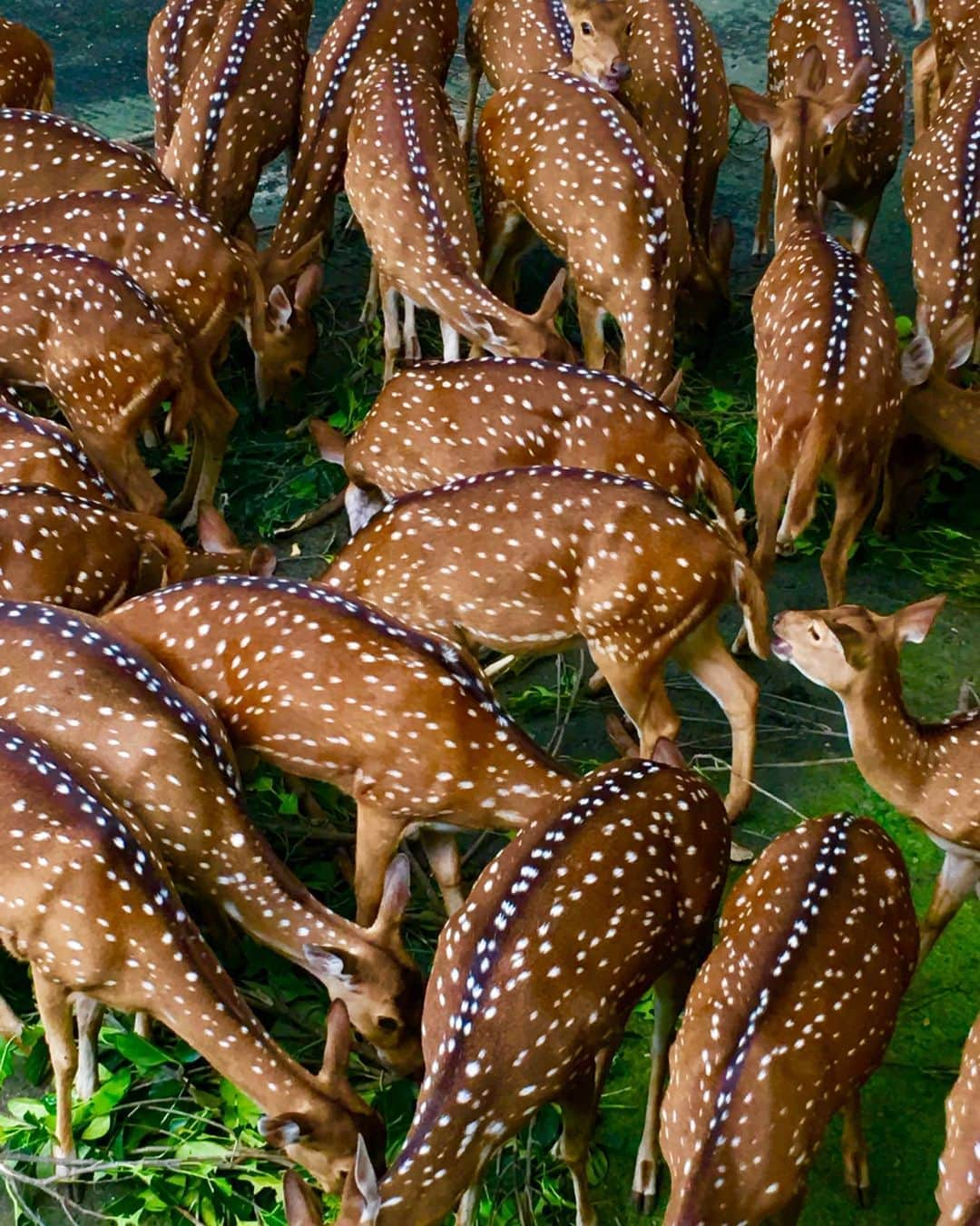 appleさんのインスタグラム写真 - (appleInstagram)「“I was on a study visit at the zoo with a group of students. At first glance, there was nothing about the deer that caught my eye. But after a few minutes of watching, they started to look like they were sprayed with white dots." #ShotoniPhone by Nasil N. @nasil_nazer」10月12日 1時01分 - apple