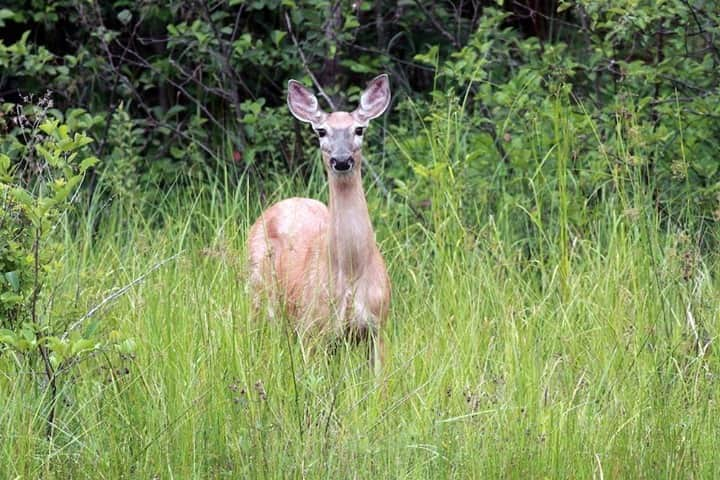 アニマルプラネットさんのインスタグラム写真 - (アニマルプラネットInstagram)「The white-tailed deer is the official state animal of New Hampshire, where we follow the state’s conservation officers protect the land’s natural resources. We’re back with the fish and game department tonight at 9pm ET on the season premiere of #northwoodslaw! #pictureoftheday . . . . . . . . . #deer #whitetaileddeer #whitetaildeer #animalplanet #newhampshire #newhampshirefishandgame #gamewarden #conservationofficer #photooftheday」10月12日 1時01分 - animalplanet