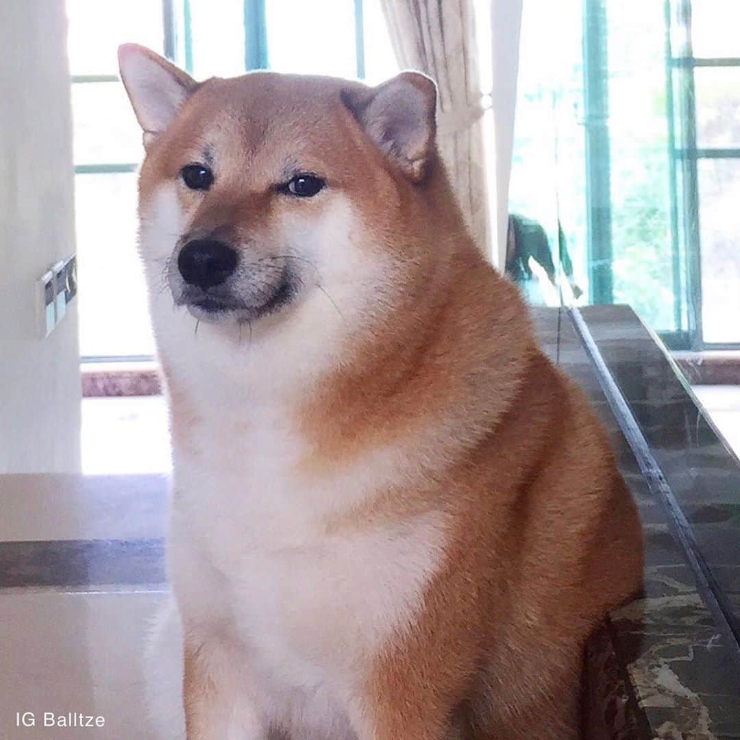 Balltze My name is Ballさんのインスタグラム写真 - (Balltze My name is BallInstagram)「Yos doggo, Seamus O’conner, Blue doge, Dorime and finally your BALLTZE-CHEEMS  Meme world is just amazing  #Fat96 #balltze #balltzecheems #nomnomnomclub #yos #seamusoconner #bluedoge #cheems #dorime」10月12日 0時57分 - balltze