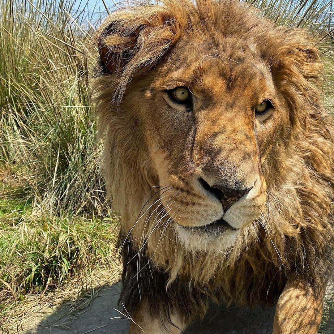 Black Jaguar-White Tiger さんのインスタグラム写真 - (Black Jaguar-White Tiger Instagram)「King Leo in all of his Glory. He is one of our most gorgeous Lions. Leo arrived with Jimbo and three others from the zoo of Veracruz...」10月12日 1時10分 - blackjaguarwhitetiger