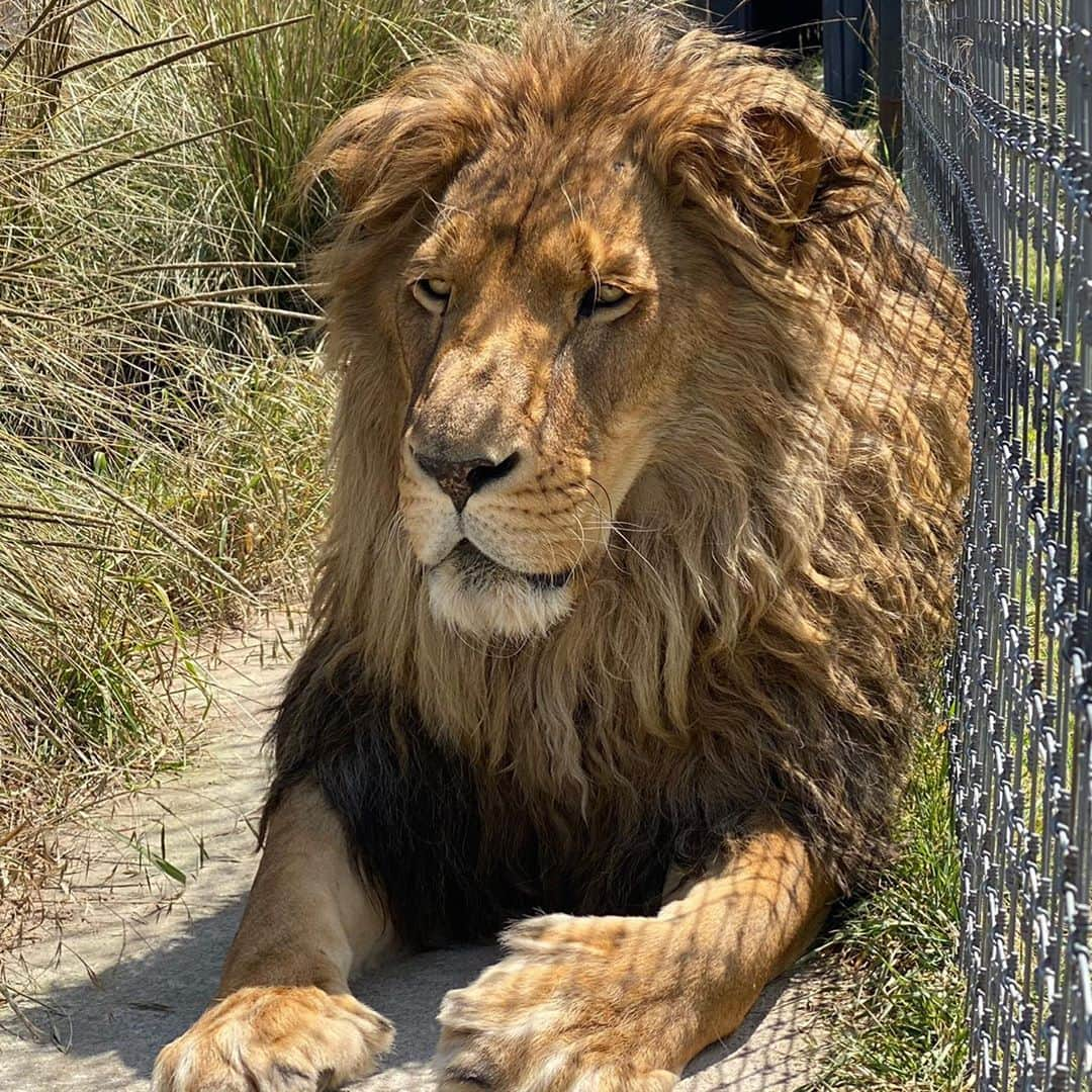 Black Jaguar-White Tiger さんのインスタグラム写真 - (Black Jaguar-White Tiger Instagram)「King Leo in all of his Glory. He is one of our most gorgeous Lions. Leo arrived with Jimbo and three others from the zoo of Veracruz...」10月12日 1時10分 - blackjaguarwhitetiger