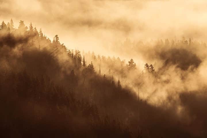 National Geographic Travelさんのインスタグラム写真 - (National Geographic TravelInstagram)「Photo by @daisygilardini / The first warm rays of daylight shine through the fog in the Great Bear Rainforest. This is the largest coastal temperate rainforest in the world and certainly one of the most pristine places I have ever visited. Its territory extends from the central to the north coast of British Columbia, Canada, and covers roughly an area of 32,000 square kilometers (12,400 square miles). The forest is home to grizzly, black, and Kermode bears, among many other species. #conservation #britishcolumbia #canada #greatbearrainforest #sunrise」10月12日 1時06分 - natgeotravel