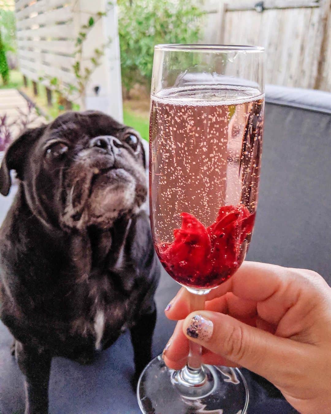 ロッコのインスタグラム：「Pugfection 🥂  #Ohmyweldon #pug #puglife #pugstagram #pugsofinstagram #theweekoninstagram #austindogs #dogsofbark #teampixel #atx #buzzfeedanimals #speakpug #imbibe #cocktails #craftcocktails #bubbles #bubbly #champagne」