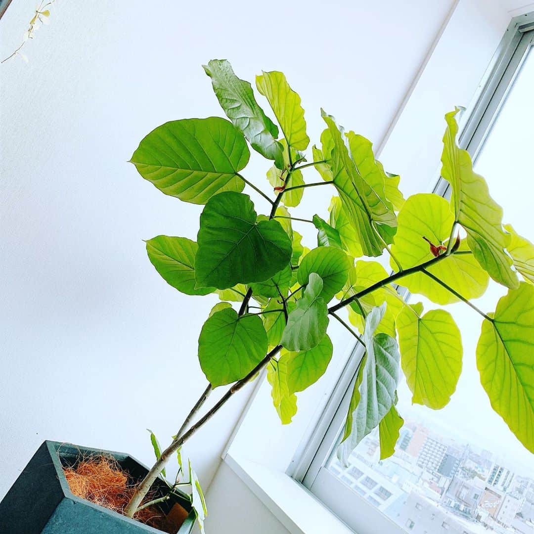 仁田宏和さんのインスタグラム写真 - (仁田宏和Instagram)「本日の観葉植物ちゃん。  #観葉植物  #観葉植物のある暮らし」10月12日 6時40分 - nitty0311