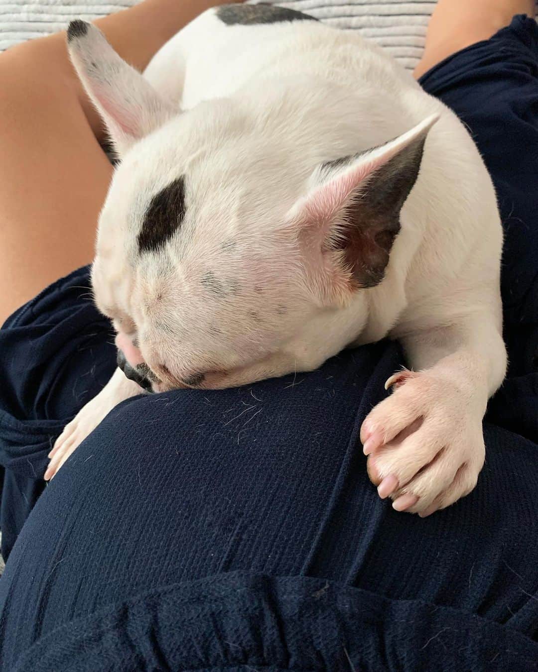 ステファニー・ブリットのインスタグラム：「Ele deita assim, põe a patinha em cima da barriga e o Enrico mexe... E meu coração quase sai pela boca! ❤️❤️❤️❤️ #mamaeaindavaimorrerdeamor」