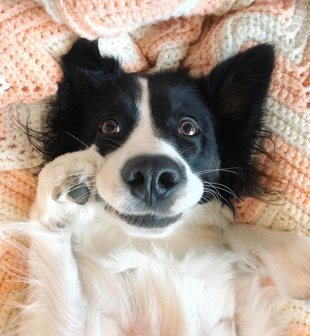 Jazzy Cooper Fostersさんのインスタグラム写真 - (Jazzy Cooper FostersInstagram)「Phoebe came to us with natural skills to persuade us (even BB) to give her what she wants. 🥓🎾💖  Her techniques include big puppy dog eyes, a derpy grin, wiggle butt and massive drool. 💧🥺🤪 @leeminanana calls it Phoebenotized 😆」10月12日 1時22分 - bordernerd