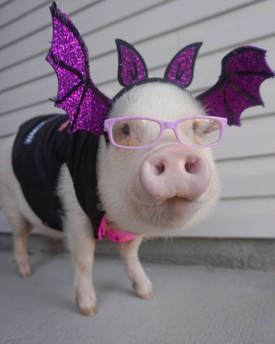 Hamletのインスタグラム：「Bat pig! Dunna nunna nunna」