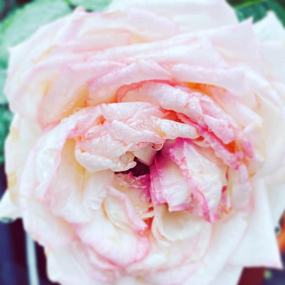 中野敬久さんのインスタグラム写真 - (中野敬久Instagram)「#flower #flowersoflife #white #pink #hope」10月12日 3時59分 - hirohisanakano