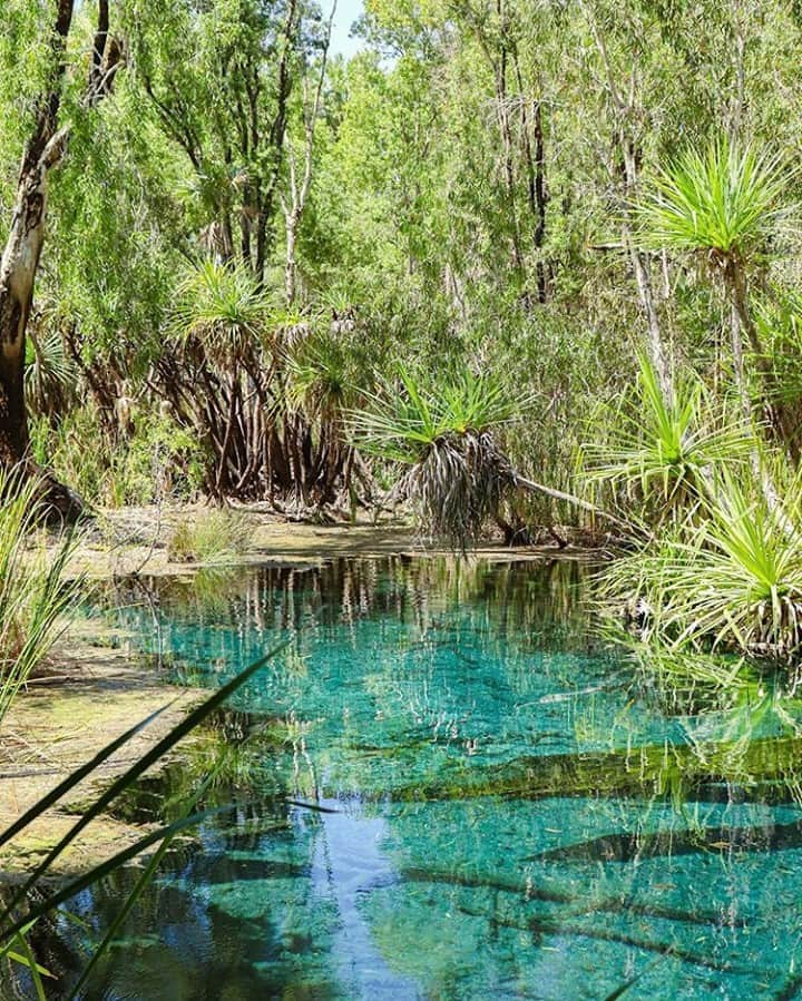 Australiaさんのインスタグラム写真 - (AustraliaInstagram)「Found: The kind of place that daydreams are made of 😍 The alluring #BitterSprings was captured here by @ka__travels, who had this spot ranked number 1 on their @ntaustralia bucket list, and reported that it certainly “did not disappoint” 💙 Hidden within the lush green tropics of #ElseyNationalPark, you simply can’t visit @tourismtopend without spending an hour or two floating your worries away in this natural thermal pool. TIP: Pack a snorkel and a few inflatable toys to make the most of this unbelievable place, where #instaworthy photo opportunities are guaranteed! 😉 #seeaustralia #tourismtopend #ntaustralia」10月12日 4時00分 - australia