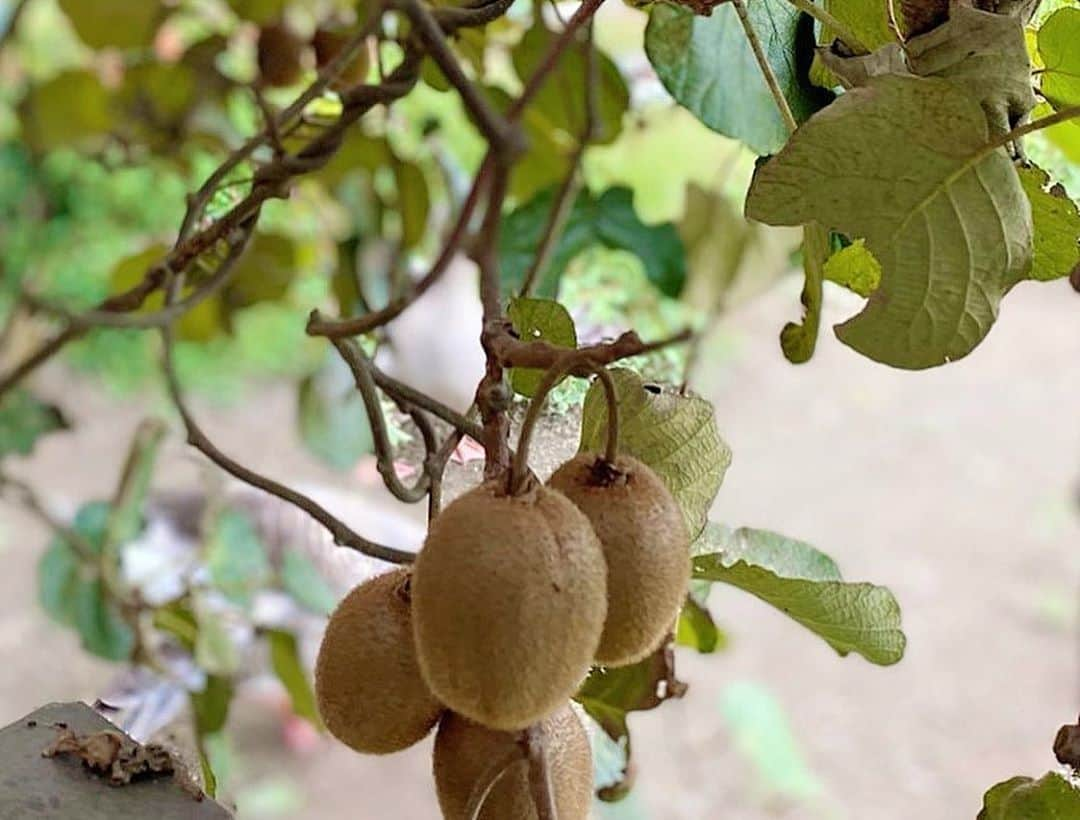 野澤美仁さんのインスタグラム写真 - (野澤美仁Instagram)「キウイフルーツ🥝狩り❤️ #フルーツ #キウイ #kiwi #kiwifruit #healthyfood #healthylifestyle   毎週金曜日22時から、レインボータウンFM （88.5MHz ）「ミサトーナイト！！」 ぜひ聴いてください❤️  #ラジオ#レインボータウンfm #fm#radio#金曜日#88.5#japan#おうち時間 #リスラジ #tokyo」10月12日 4時18分 - misatonozawa0625