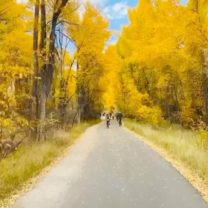 コナー・ドワイヤーのインスタグラム：「Aspen Fall 🍁🔥」