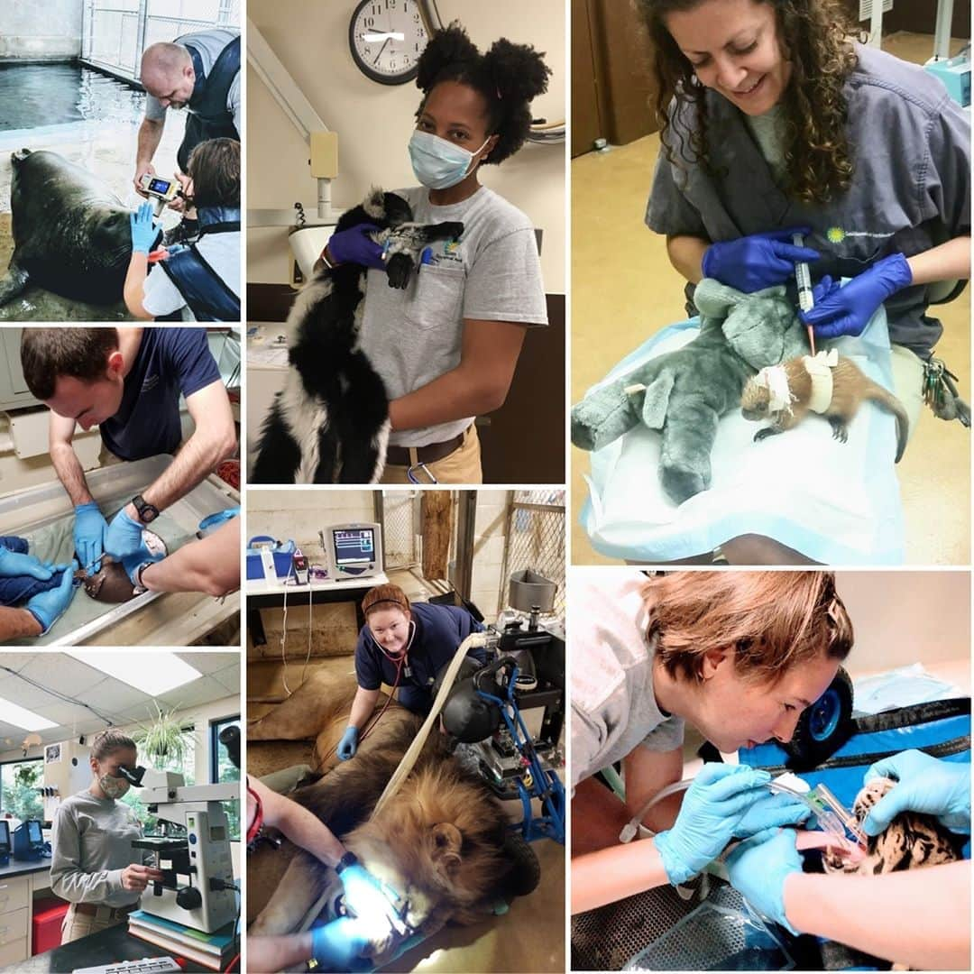 スミソニアン国立動物園さんのインスタグラム写真 - (スミソニアン国立動物園Instagram)「Happy National Veterinary Technician Week! At Smithsonian’s National Zoo and Conservation Biology Institute, vet techs play a major role in keeping our animals healthy. Every day, they participate in clinical and laboratory procedures, performing jobs similar to nurses, nurse anesthetists, radiology technicians, dental hygienists and phlebotomists, and the list goes on.  . . .  Throughout this unprecedented COVID-19 pandemic, the members of our Wildlife Health Sciences team continued to report for duty, maintain CDC safety guidelines and provide top-notch medical care to each and every patient. Join us in recognizing and thanking our seriously amazing vet techs for their professionalism, dedication and passion for wildlife conservation!  . . .  #VetTechWeek #WeSaveSpecies」10月12日 4時42分 - smithsonianzoo