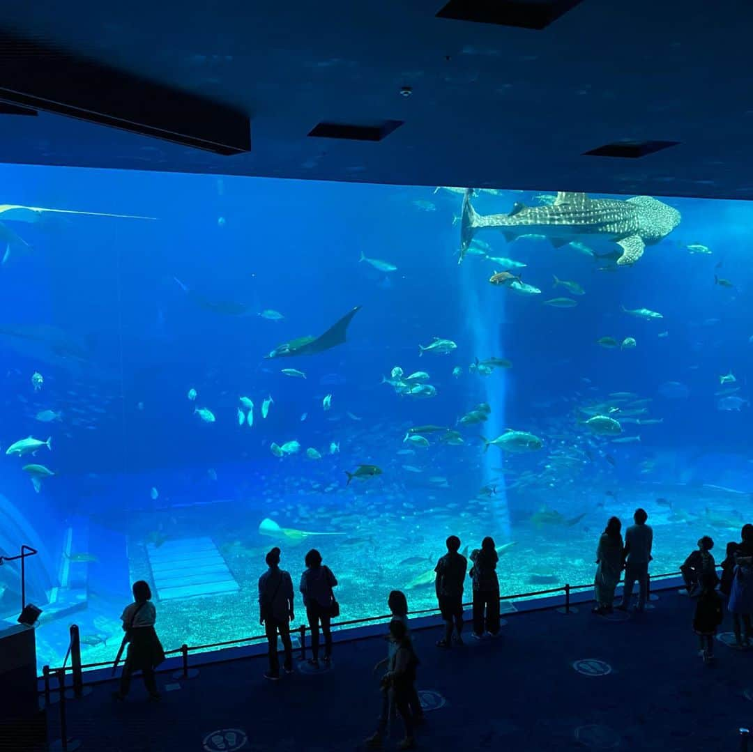 リムザン万凛さんのインスタグラム写真 - (リムザン万凛Instagram)「美ら海水族館  #美ら海水族館 #いるかショー  #巨大水槽 #gotoトラベルキャンペーン」10月12日 15時10分 - marinelimouzin