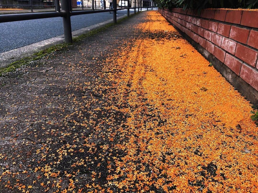 水村リアさんのインスタグラム写真 - (水村リアInstagram)「ℝ𝕠𝕒𝕕 𝕠𝕗 𝕆𝕤𝕞𝕒𝕟𝕥𝕙𝕦𝕤🏵﻿ ﻿ ﻿ 秋といえば😇﻿ ﻿ ﻿ ﻿ 金木犀の香りがする日って﻿ あっという間に終わっちゃう気がする💦﻿ 雨が降って黄色い絨毯になっちゃってて﻿ 寂しいんだけど、﻿ これはこれですごく綺麗😇﻿ ﻿ ﻿ だがしかし﻿ ﻿ 掃除大変そうだな。(切実﻿ ﻿ ﻿ ・﻿ ・﻿ ・﻿ #金木犀﻿ #osmanthus﻿ #秋　#秋花﻿ #掃除が大変そう﻿」10月12日 15時21分 - leah_mizumura