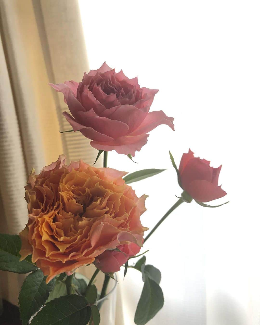 木庭弥生さんのインスタグラム写真 - (木庭弥生Instagram)「くしゃっとした花びらが最高にかわいい🌹」10月12日 15時28分 - yayoikoba