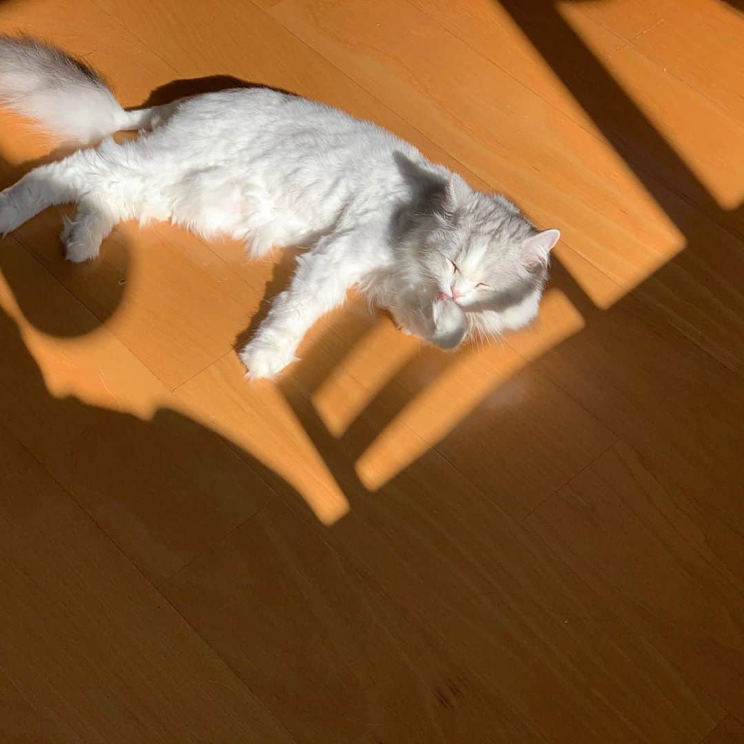 hanaのインスタグラム：「日が当たる場所でいつもより長めの毛繕い。 気持ち良さそうでこっちまで眠くなる🥱  #cat #cats #catlover #cutecats #catsnap #catstagram #ilovemycat #adorble #ig_catclub #cats_of_instagram #kawaii #kawaii_cat #meowbox #bestmeow #fluffy #funnycritters #scottishfold #neko #kitty #ねこ #ねこ部 #ネコ #猫 #スコティッシュフォールド #ねこのいる生活 #ねこのいる暮らし」