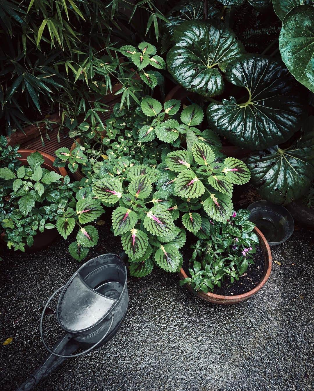 Saghar Setarehさんのインスタグラム写真 - (Saghar SetarehInstagram)「Flowers and friends, on a rainy October Sunday. ⠀⠀⠀⠀⠀⠀⠀⠀⠀  Socially distant, and masked.  It was awkward, a bit stressful and yet quite pleasurable to be among people, I should say. ⠀⠀⠀⠀⠀⠀⠀⠀⠀ Today I broke my self-imposed rule of avoiding going absolutely ANYWHERE if not necessary (which leaves almost with nothing other than grocery shopping and health care) to visit @floral.ism.festival, a floral design festival held at @portuense201. ⠀⠀⠀⠀⠀⠀⠀⠀⠀ A little bit of organic inspiration, and a recharge of beauty for the coming week here.  ⠀⠀⠀⠀⠀⠀⠀⠀⠀ #FlavrosAndEncours #Floralimsfestival」10月12日 6時53分 - labnoon