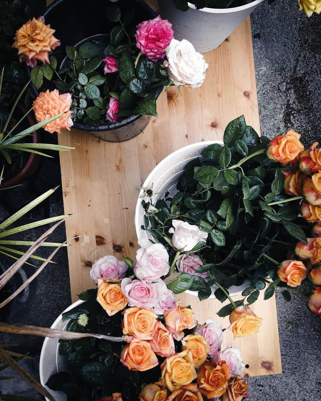 Saghar Setarehさんのインスタグラム写真 - (Saghar SetarehInstagram)「Flowers and friends, on a rainy October Sunday. ⠀⠀⠀⠀⠀⠀⠀⠀⠀  Socially distant, and masked.  It was awkward, a bit stressful and yet quite pleasurable to be among people, I should say. ⠀⠀⠀⠀⠀⠀⠀⠀⠀ Today I broke my self-imposed rule of avoiding going absolutely ANYWHERE if not necessary (which leaves almost with nothing other than grocery shopping and health care) to visit @floral.ism.festival, a floral design festival held at @portuense201. ⠀⠀⠀⠀⠀⠀⠀⠀⠀ A little bit of organic inspiration, and a recharge of beauty for the coming week here.  ⠀⠀⠀⠀⠀⠀⠀⠀⠀ #FlavrosAndEncours #Floralimsfestival」10月12日 6時53分 - labnoon