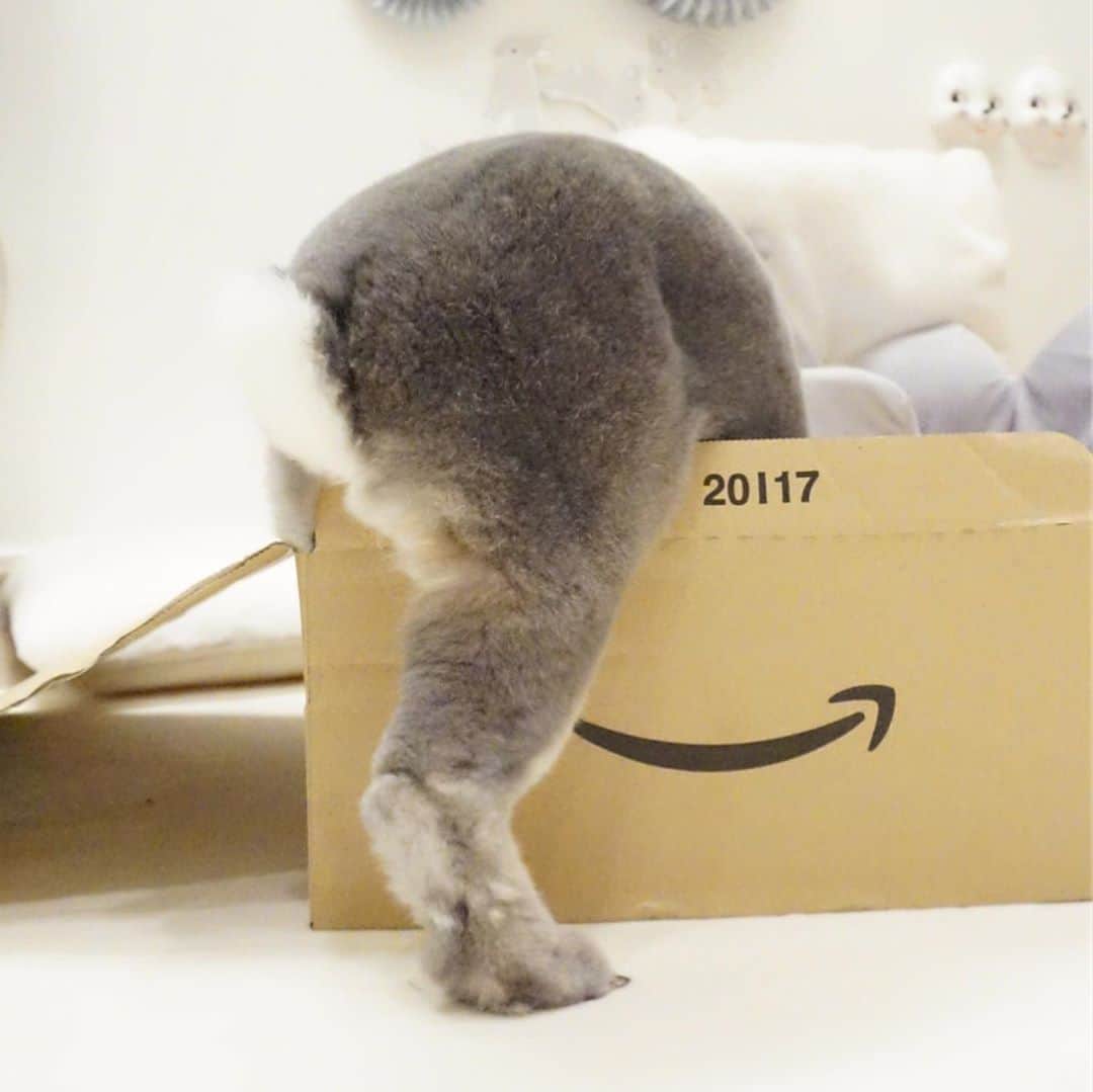 Kayoのインスタグラム：「📦密林に踏み入るさくらん♡」