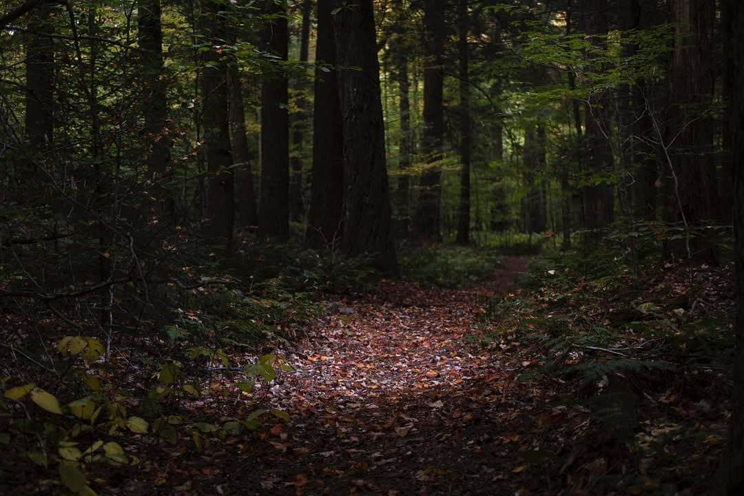 thephotosocietyさんのインスタグラム写真 - (thephotosocietyInstagram)「Photo by Amy Toensing @amytoensing // Light beams in from a thick canopy above a trail in the Adirondack region of New York. Thankful for @nature_org for protecting these places. -  @fujifilm_us  #xpro3 #nature #newyork #adirondacks @thephotosociety  #adk」10月12日 7時02分 - thephotosociety