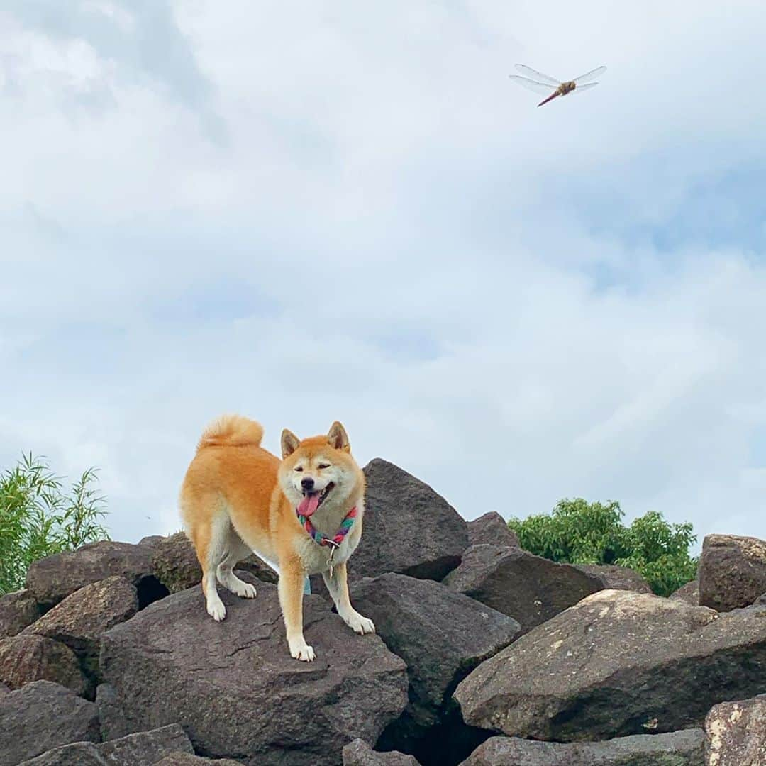 柴犬ハル&保護犬すずのインスタグラム