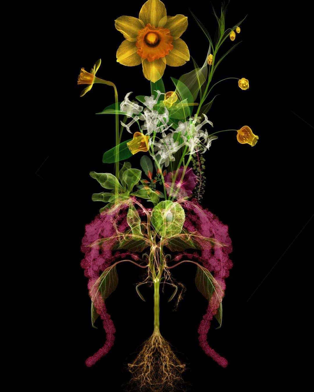 椎木俊介のインスタグラム：「X-ray Flowers #amkk #amkkproject #makotoazuma #azumamakoto #東信花樹研究所 #東信 #jardinsdesfleurs #shiinokishunsuke #flowerart #flower #flowers」