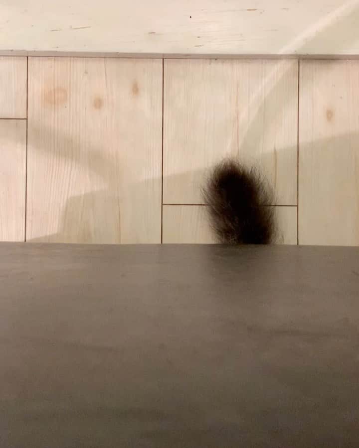 たむらぱんのインスタグラム：「#🐈 ここからはぐくみました。」