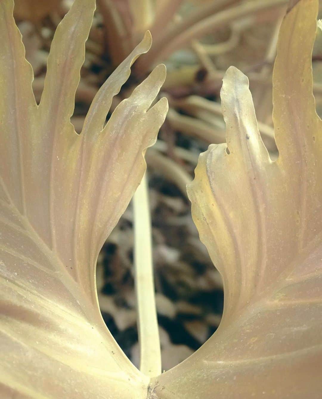 のインスタグラム：「Wings @leonardpongo  Léonard Pongo, Plant Study.   #plantstudy #leonardpongo #primordialearth #rhié」