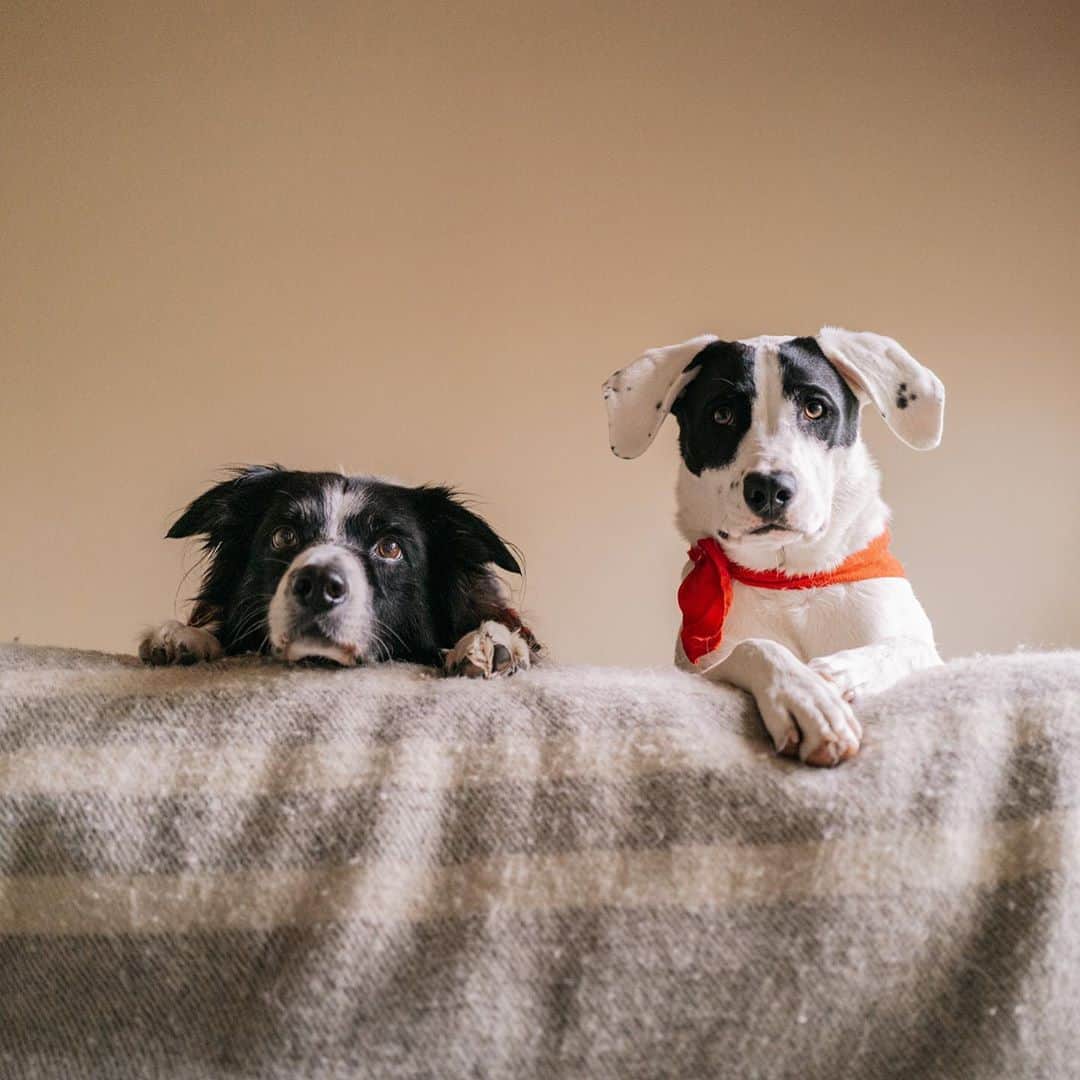 Andrew Knappのインスタグラム：「If you could borrow one of your dog’s qualities, what would it be? I could list a few. Imagine harnessing steadfastness – a consistent spirit in the face of anything. Or maybe the ability to get away with literally anything if I tilt my head enough.  I’m not saying that the new @bemorelikeyourdog pins will give you this quality, but I’m also not saying it won’t. At the very least, it might serve as a gentle reminder, like a paw on your foot.」