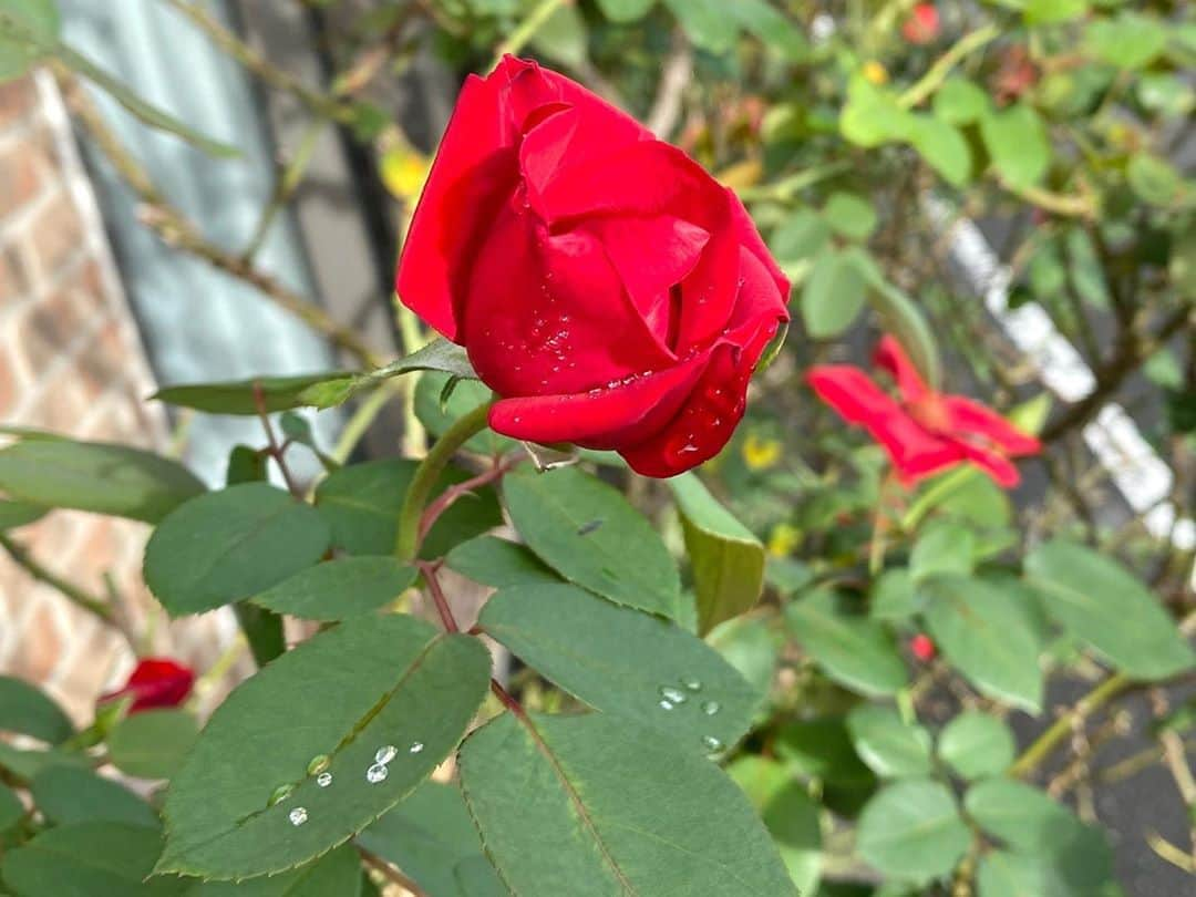 岡部晴彦さんのインスタグラム写真 - (岡部晴彦Instagram)「#バラ日記 #roses 166日目　早朝  ブルーピリオド パローレ イングリッドバーグマン ×2 ラフランス フランソワーズゴジャール  シャルルドゴール アルティシモ×3  #秋バラ #roses🌹 #rosestagram #rose」10月12日 8時43分 - hal_96