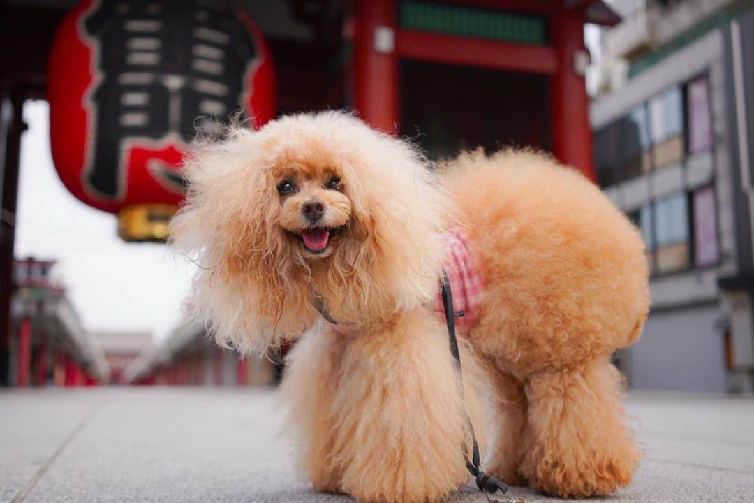 Toypoodle Mikuru?Asakusa Tokyoのインスタグラム