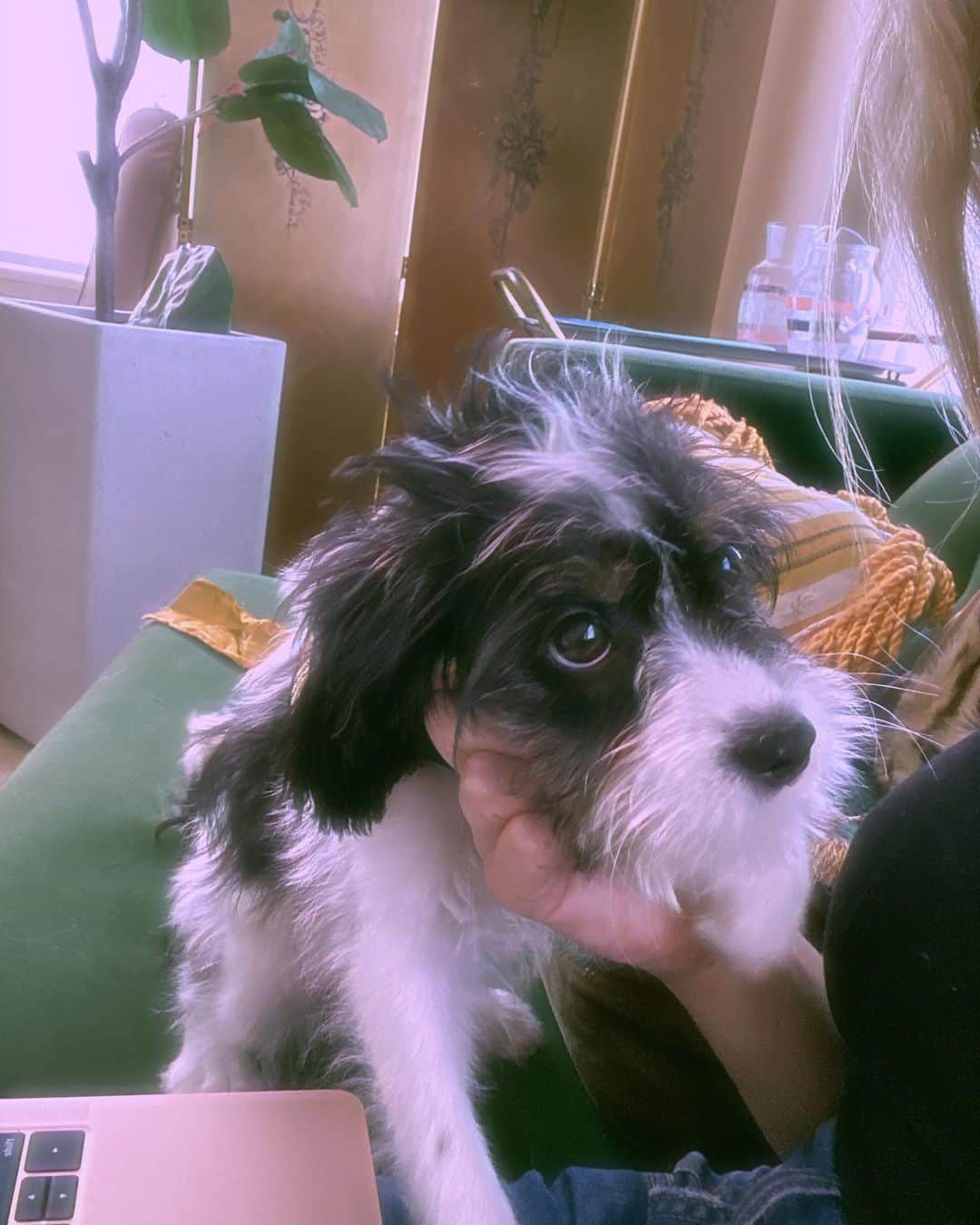 ペイトン・リストのインスタグラム：「October is “Adopt a Shelter Dog Month”  This is Mo Rascal my new baby and foster fail I adopted from @bellavitarescue. Between the fires and the pandemic lots of dogs have ended up homeless . Please adopt  If you can and give a dog a forever home.  #MyUnspokenPet」