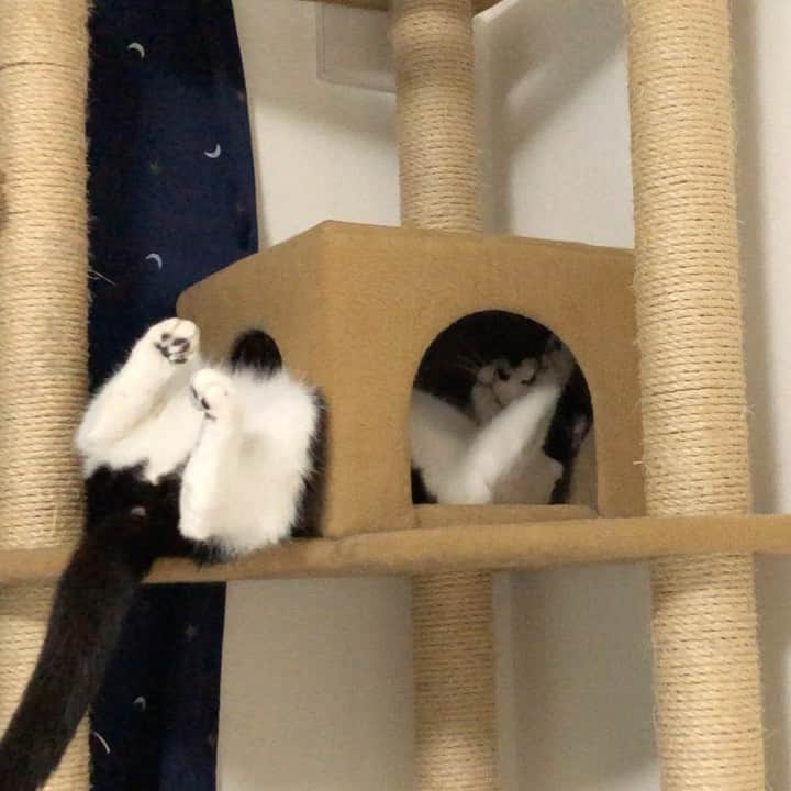 ぽんずのインスタグラム：「最後に、ちらっ(むきっ)  #ねこ#猫#cat#猫好き#親バカ#はちわれ#ハチワレ#はちわれ猫#ハチワレ猫#白黒猫部#にゃんすたぐらむ#ilovecat#猫大好き#うちの猫自慢#白黒猫 #我が家のぽんずくん #ちゅーちゅー妖怪」