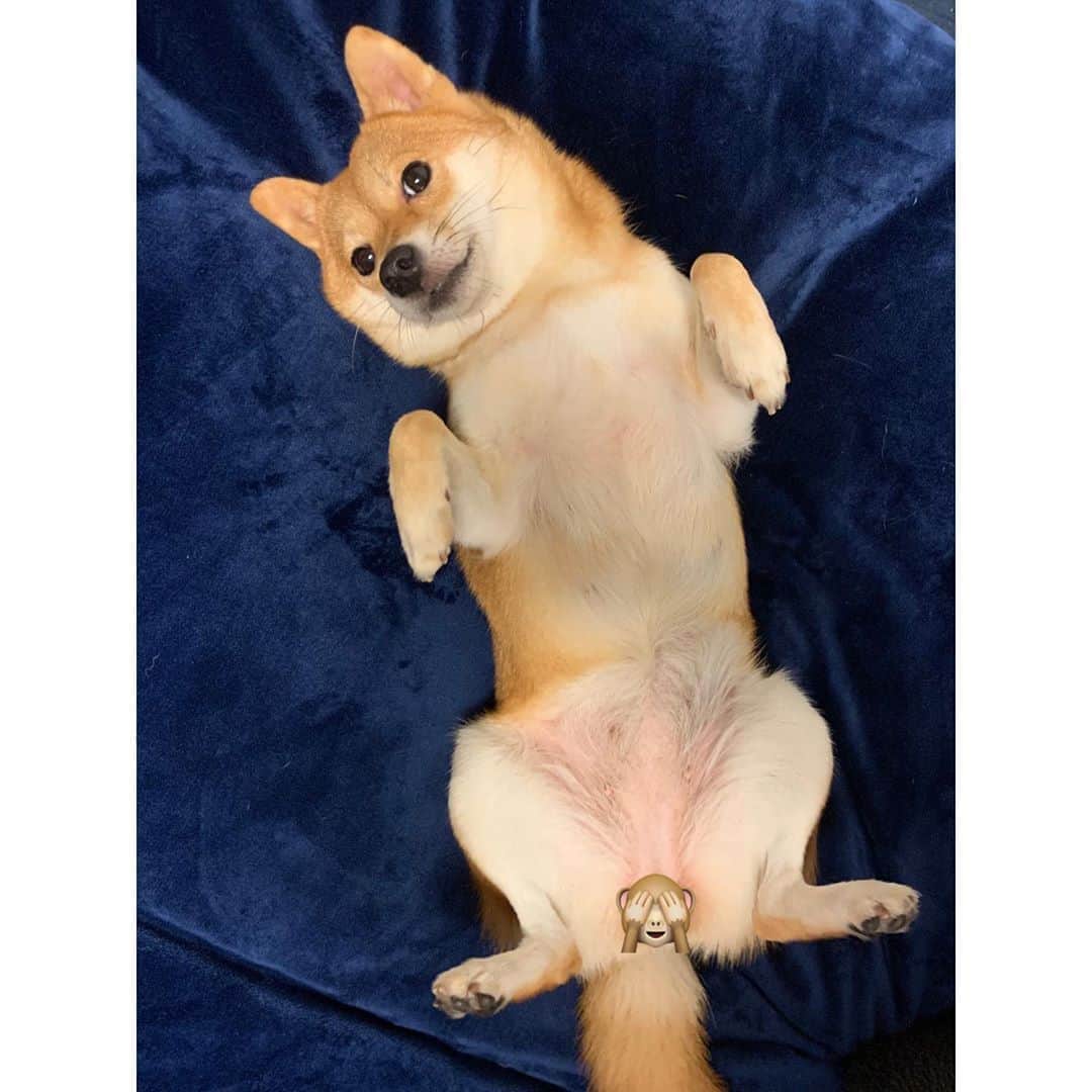 VANRIのインスタグラム：「* 朝からはなびのグラビア失礼しまーす🙈 今日からまた１週間笑顔でファイティンです！ #ちょっとだけよポーズ　 #豆柴 #柴犬 #日本犬 #しばすたぐらむ」