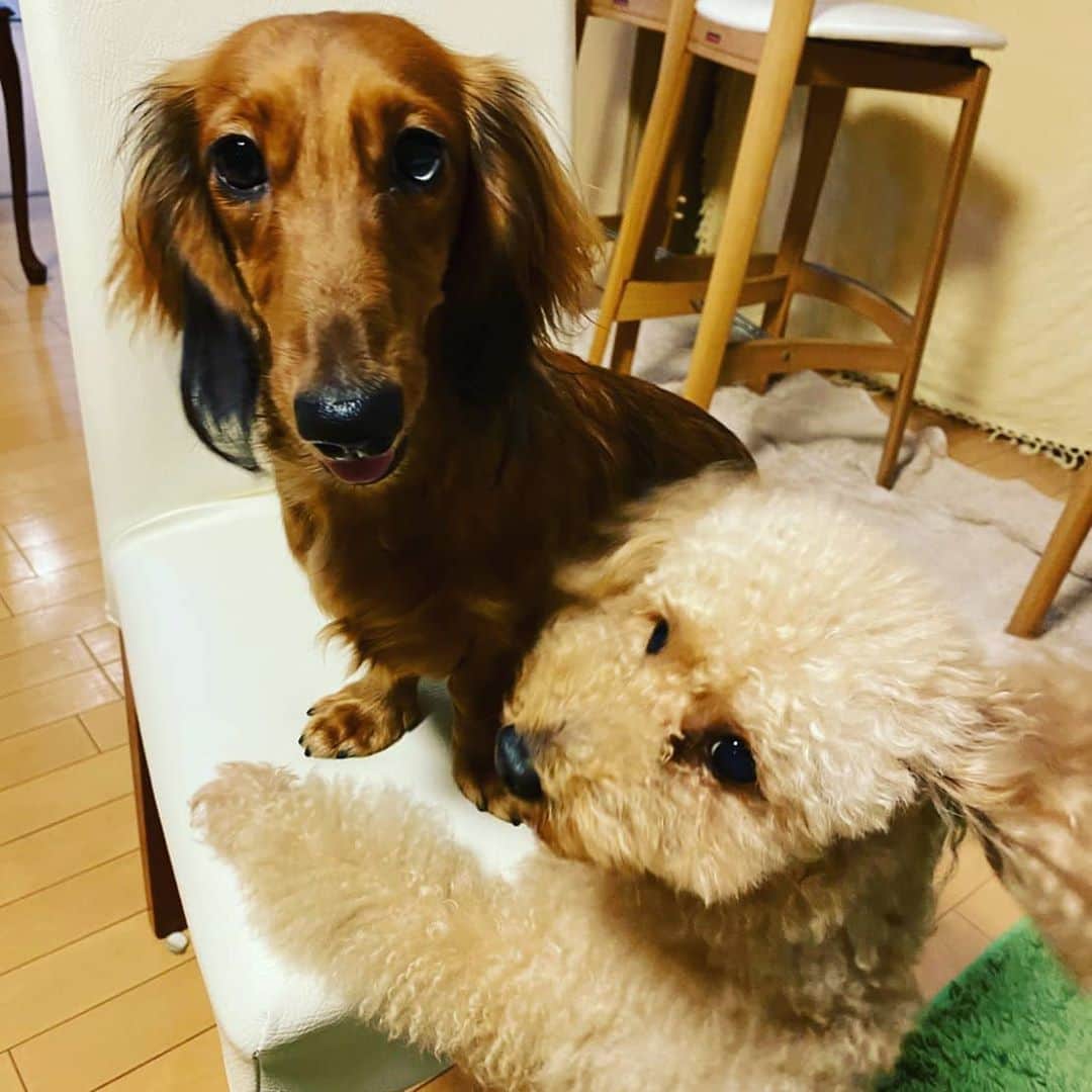 彦摩呂さんのインスタグラム写真 - (彦摩呂Instagram)「お友達が、遊びに来て 大興奮のソラ君から 避難するために椅子の上に‼️🎵 ソラ君、「え❓なんで❓遊ぼうよう‼️」とキョトン(笑) 自ら抱き抱え、下ろそうと。🎵 ハグハグ抱っこ‼️🎵(笑) #彦摩呂#ワンちゃん#愛犬のいる生活 #トイプードル #ミニチュアダックスフンド」10月12日 10時37分 - hikomaro_honmono