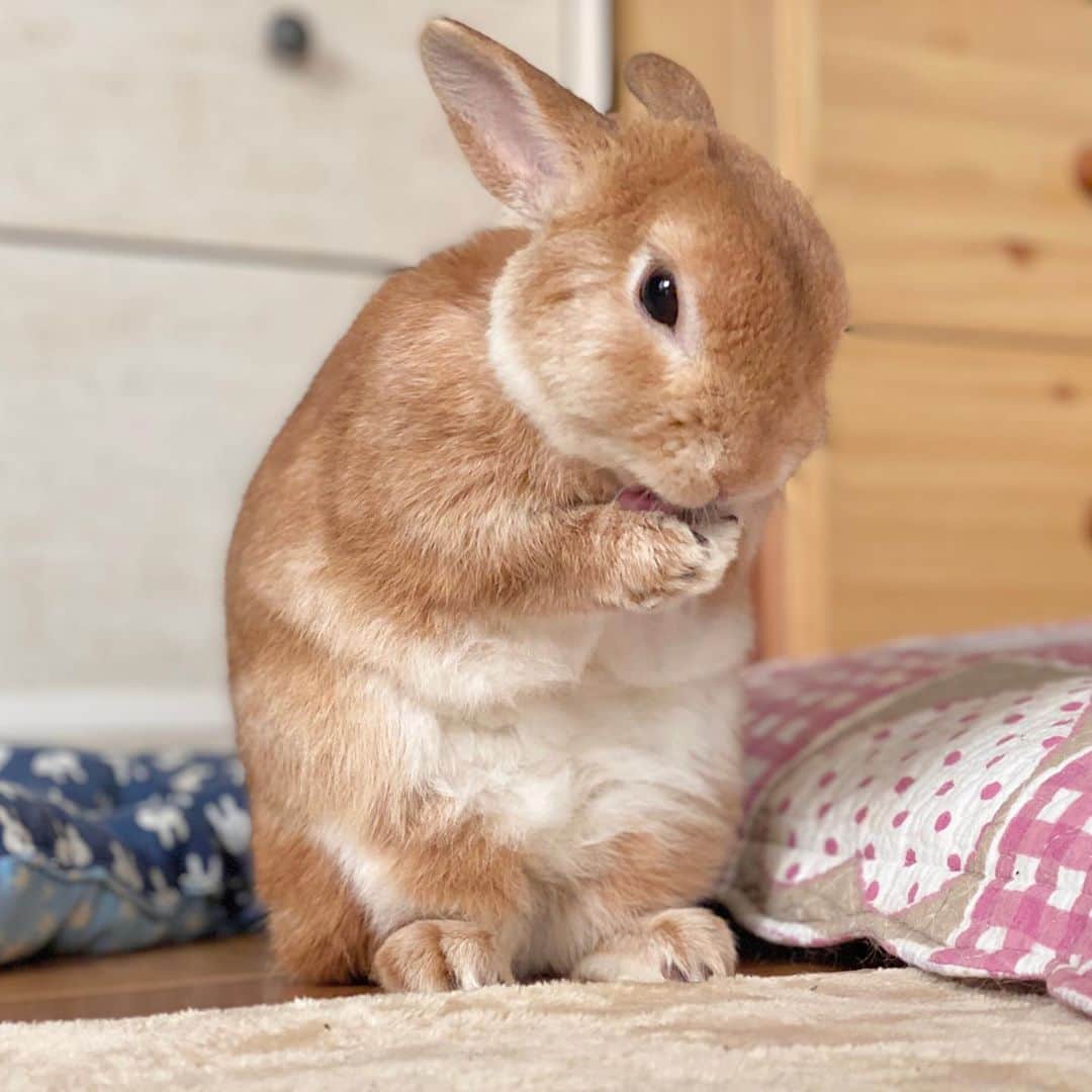 ラン?さんのインスタグラム写真 - (ラン?Instagram)「ぺろぺろ♡くしくし(っ´ω`c)  きれいになったかな？ ☆  #うさぎ #ネザーランドドワーフ #rabbit #bunny #bunnystagram  #rabbitstagram  #cute  #かわいい #ふわもこ部  #もふもふ  #zip写真部  #アニマル写真部 #instagramjapan #netherlanddwarf #うさぎと暮らす  #うさぎのいる暮らし #癒し #kawaii #ランちゃん  2020.10.12」10月12日 11時14分 - mofumofuusako