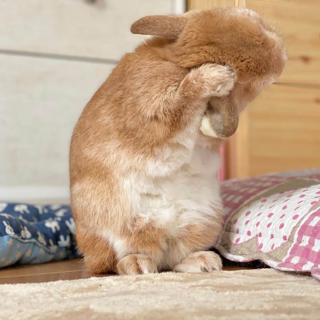 ラン?さんのインスタグラム写真 - (ラン?Instagram)「ぺろぺろ♡くしくし(っ´ω`c)  きれいになったかな？ ☆  #うさぎ #ネザーランドドワーフ #rabbit #bunny #bunnystagram  #rabbitstagram  #cute  #かわいい #ふわもこ部  #もふもふ  #zip写真部  #アニマル写真部 #instagramjapan #netherlanddwarf #うさぎと暮らす  #うさぎのいる暮らし #癒し #kawaii #ランちゃん  2020.10.12」10月12日 11時14分 - mofumofuusako