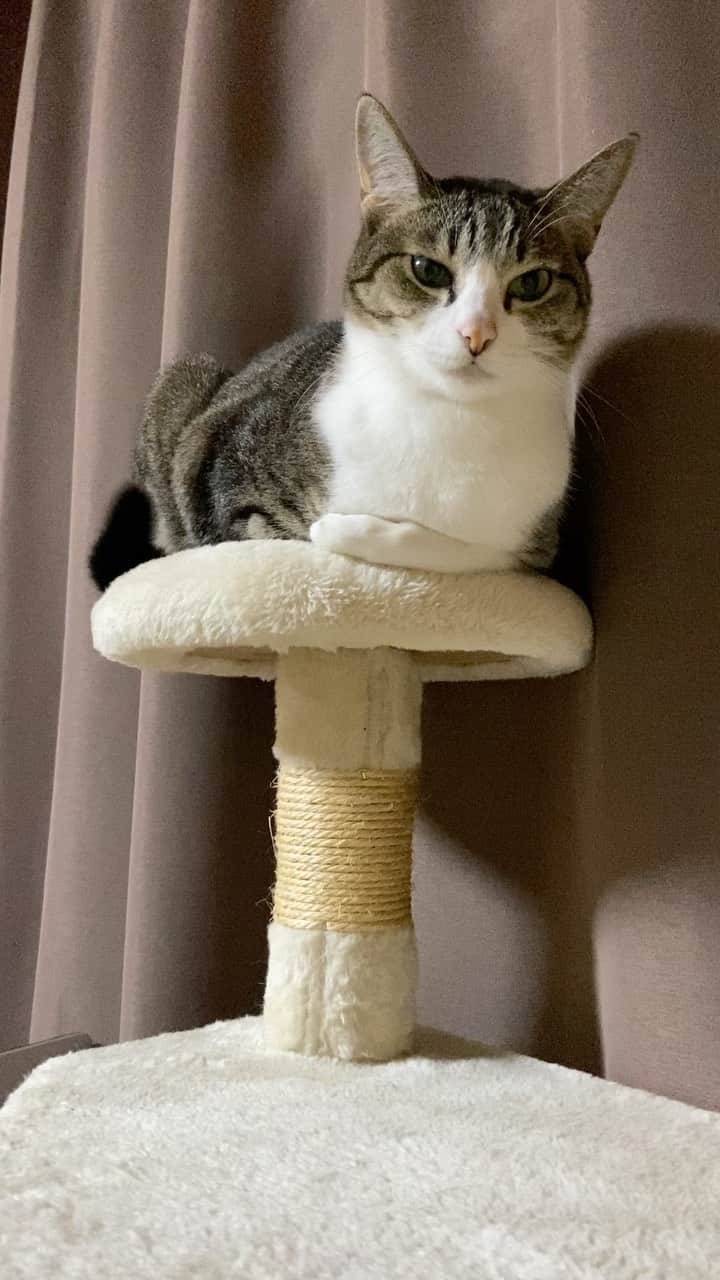 のインスタグラム：「Ohagi is taking a rest there sometimes. #catlife #mako0mako0 #ohagi #ねこ　#おはぎちゃん」