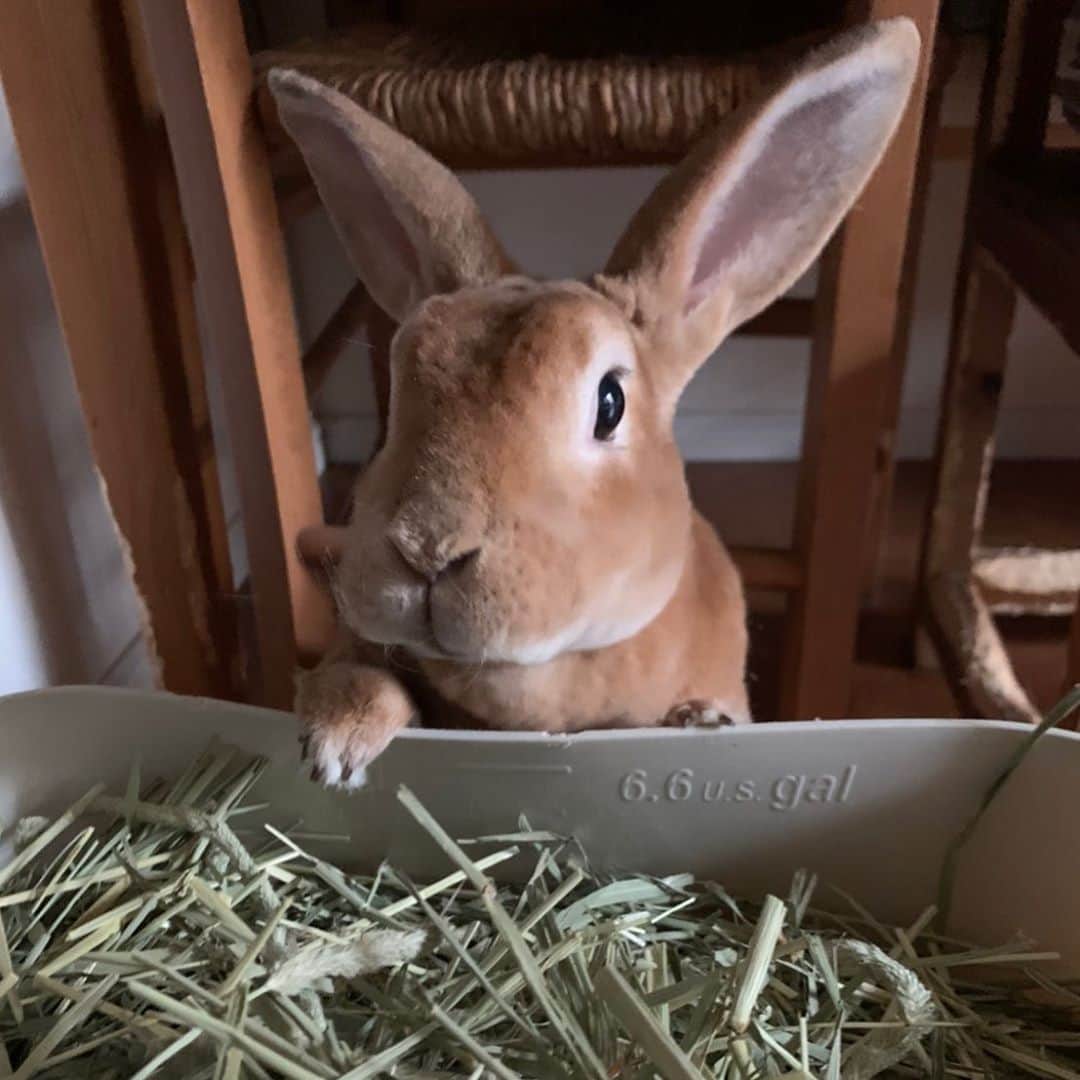 小島瑠璃子さんのインスタグラム写真 - (小島瑠璃子Instagram)「🐰 きなこ（５歳） 手が可愛い、、、✨ #ミニレッキス #rabbit」10月12日 11時58分 - ruriko_kojima