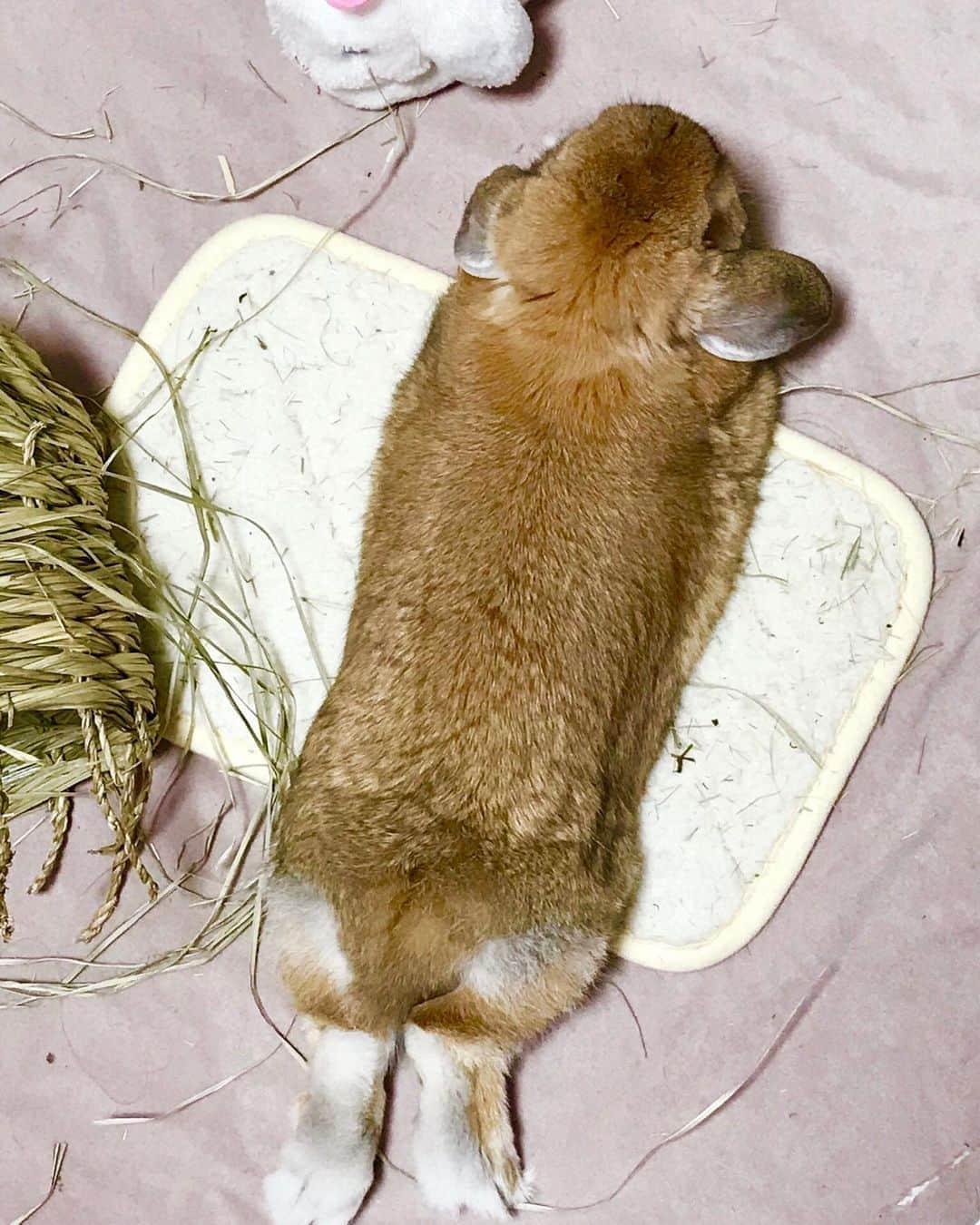 小桜舞子のインスタグラム