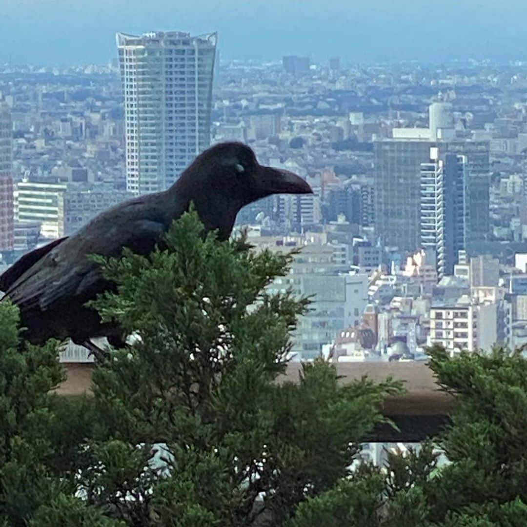 藤原ヒロシさんのインスタグラム写真 - (藤原ヒロシInstagram)「テラスにカラス」10月12日 12時07分 - fujiwarahiroshi