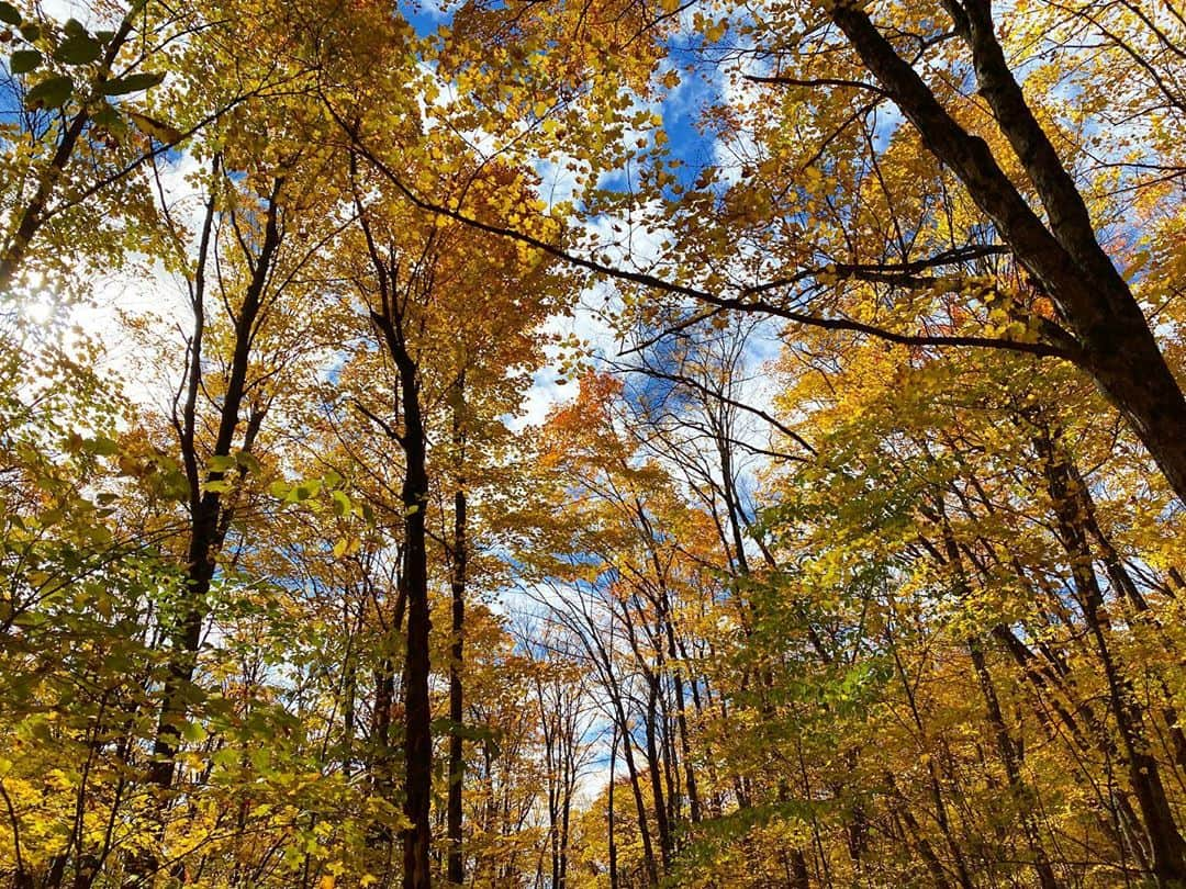 エレン・ウォンさんのインスタグラム写真 - (エレン・ウォンInstagram)「Gatineau’s fall remedy with Tetley🍁🍂🌾🍃✨」10月12日 12時24分 - ellewongster