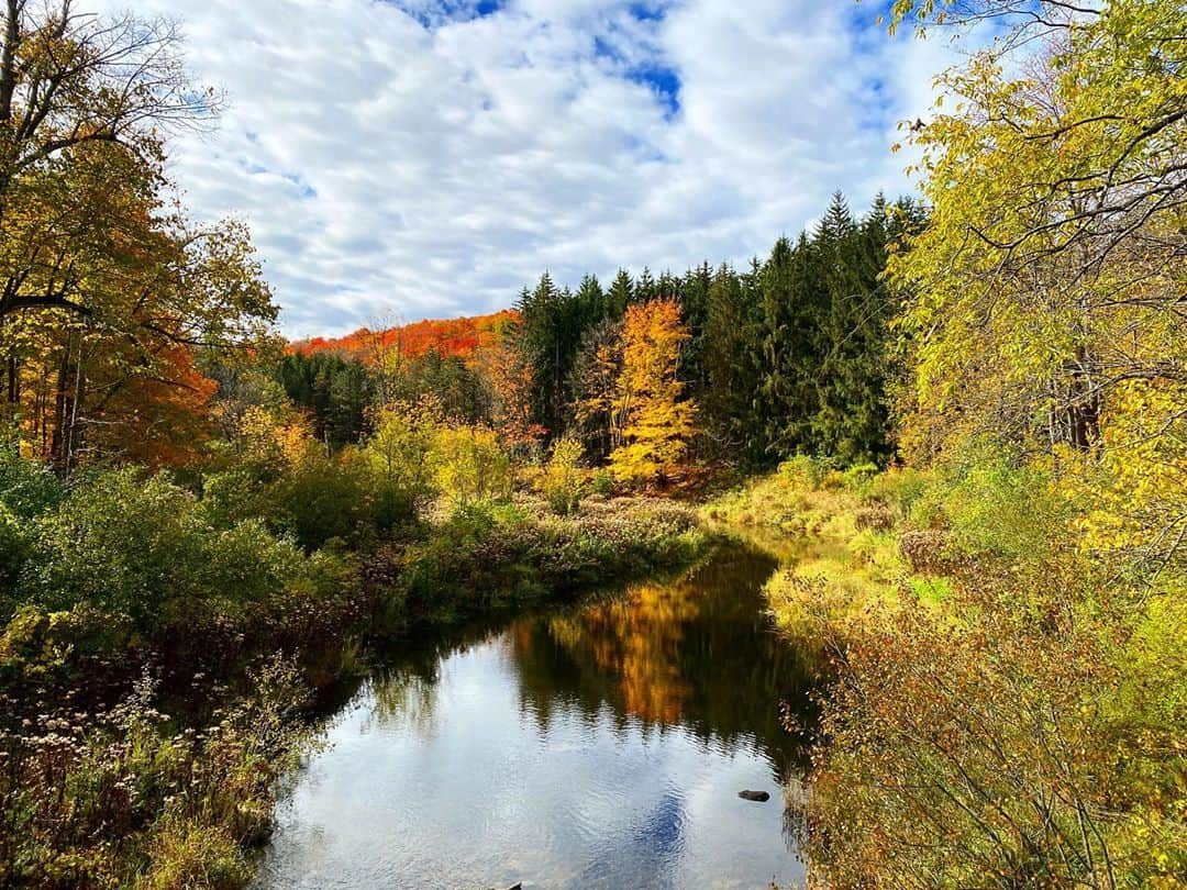 エレン・ウォンさんのインスタグラム写真 - (エレン・ウォンInstagram)「Gatineau’s fall remedy with Tetley🍁🍂🌾🍃✨」10月12日 12時24分 - ellewongster