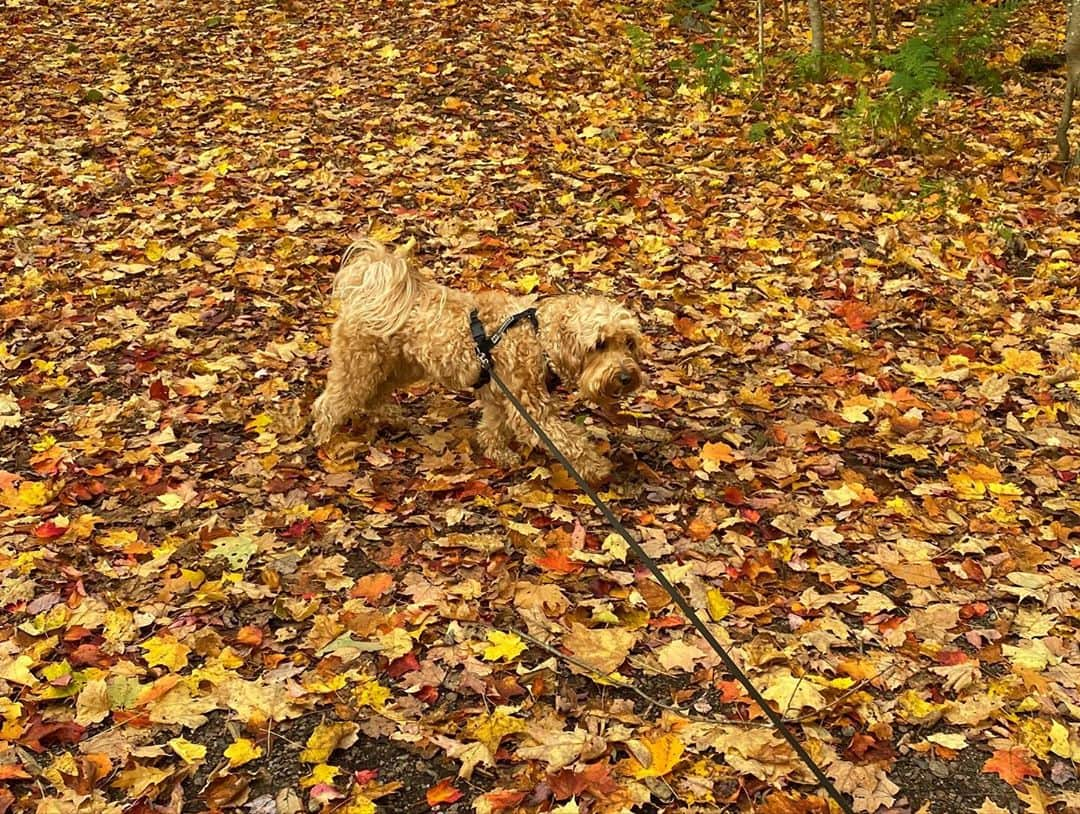 エレン・ウォンさんのインスタグラム写真 - (エレン・ウォンInstagram)「Gatineau’s fall remedy with Tetley🍁🍂🌾🍃✨」10月12日 12時24分 - ellewongster