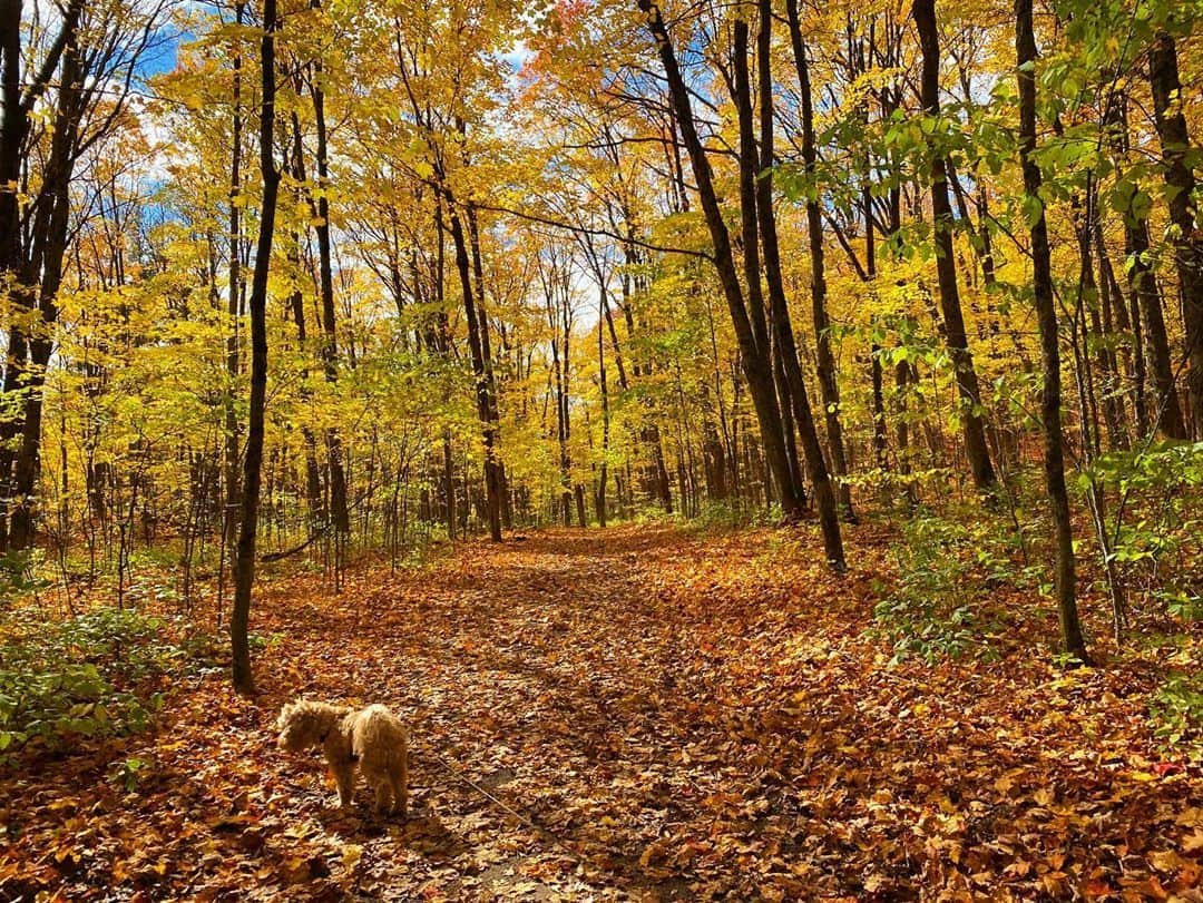 エレン・ウォンさんのインスタグラム写真 - (エレン・ウォンInstagram)「Gatineau’s fall remedy with Tetley🍁🍂🌾🍃✨」10月12日 12時24分 - ellewongster