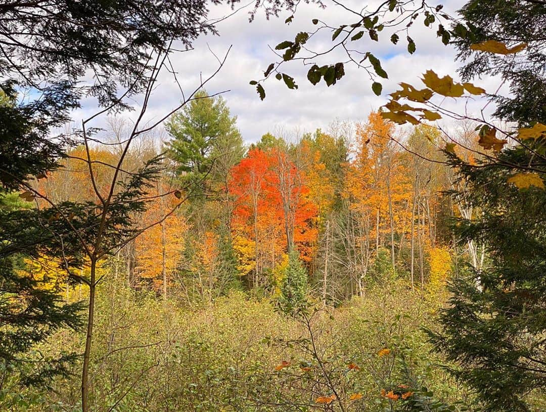 エレン・ウォンさんのインスタグラム写真 - (エレン・ウォンInstagram)「Gatineau’s fall remedy with Tetley🍁🍂🌾🍃✨」10月12日 12時24分 - ellewongster