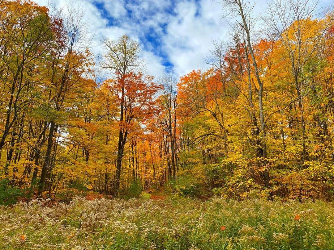 エレン・ウォンさんのインスタグラム写真 - (エレン・ウォンInstagram)「Gatineau’s fall remedy with Tetley🍁🍂🌾🍃✨」10月12日 12時24分 - ellewongster