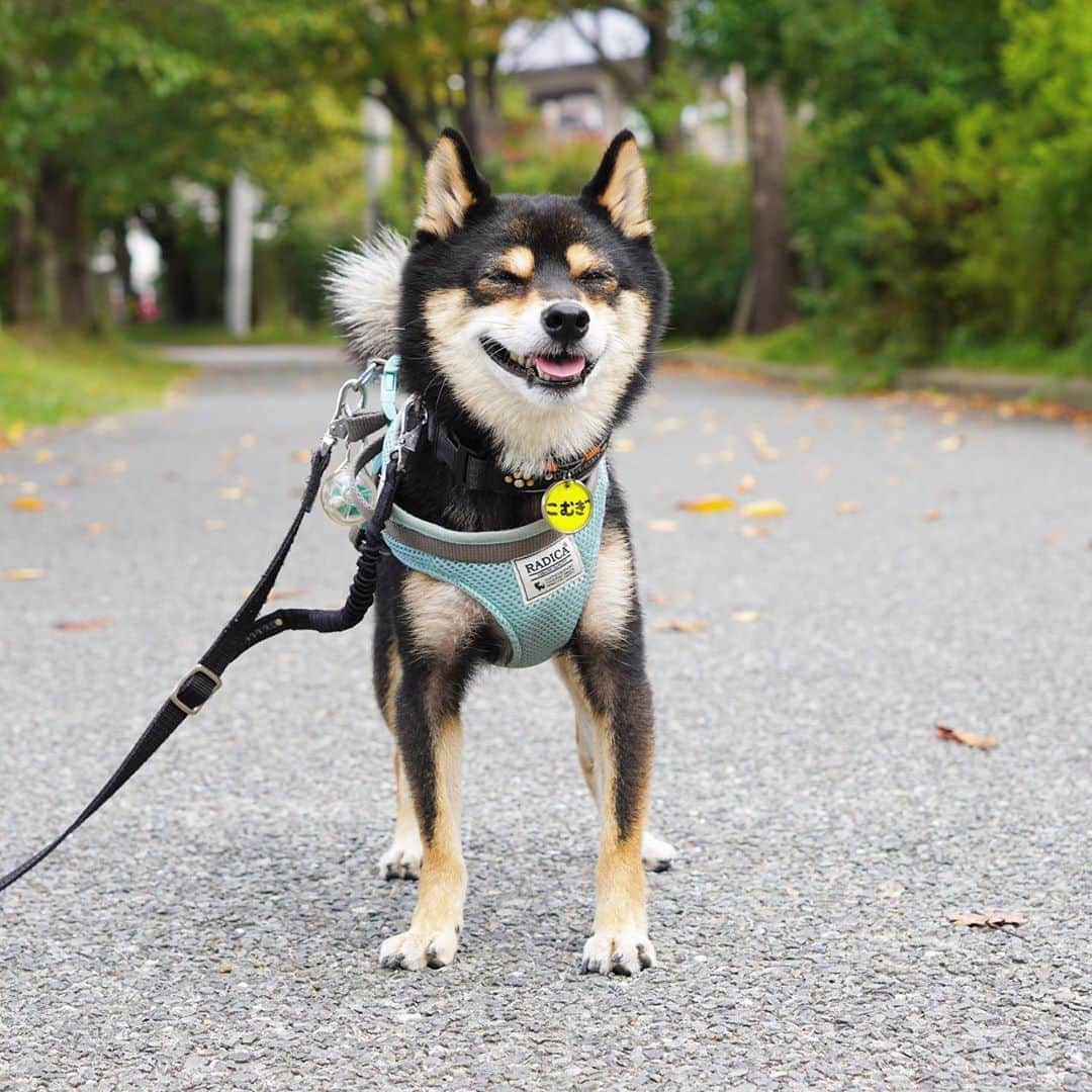 黒豆柴こむぎのインスタグラム