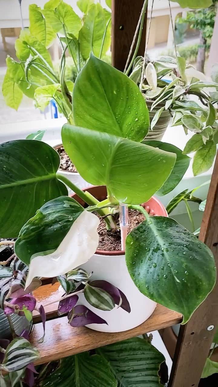 鄭碧瑩のインスタグラム：「Corridor Garden 12 Oct 2020  #plantstagram #plantsofinstagram #houseplants #plantsmakepeoplehappy #botanical #instaplants #plants #foliage #leaf #plantflife #springintoplants #plantlady #plantpotters #crazyplantlady #houseplantclub #helloplantlover #plantshelfie #houseplantsofinstagram #houseofplantlovers #junglecollective #gardeningsg #urbanjunglebloggers #sgplantclub #plantnerd  Plant sources: @jungalore  @greenfingerssg  @pottaplantta @the_3_keys  @littlebotany  @raymond3613  @fareastflora  @terrascapesllp  @blg.nursery  @rabbitislandsg  Cold Storage NTUC Fairprice」