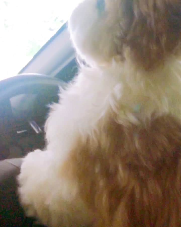 水嶋はちのインスタグラム：「Leave the driving to me!🐶🚘🚗🚗 * * パパ、ボクが運転します🐶🚗💨💨 * * #はち #HACHI #シーズー大好き部 #集中すると舌が出ちゃう🐶」